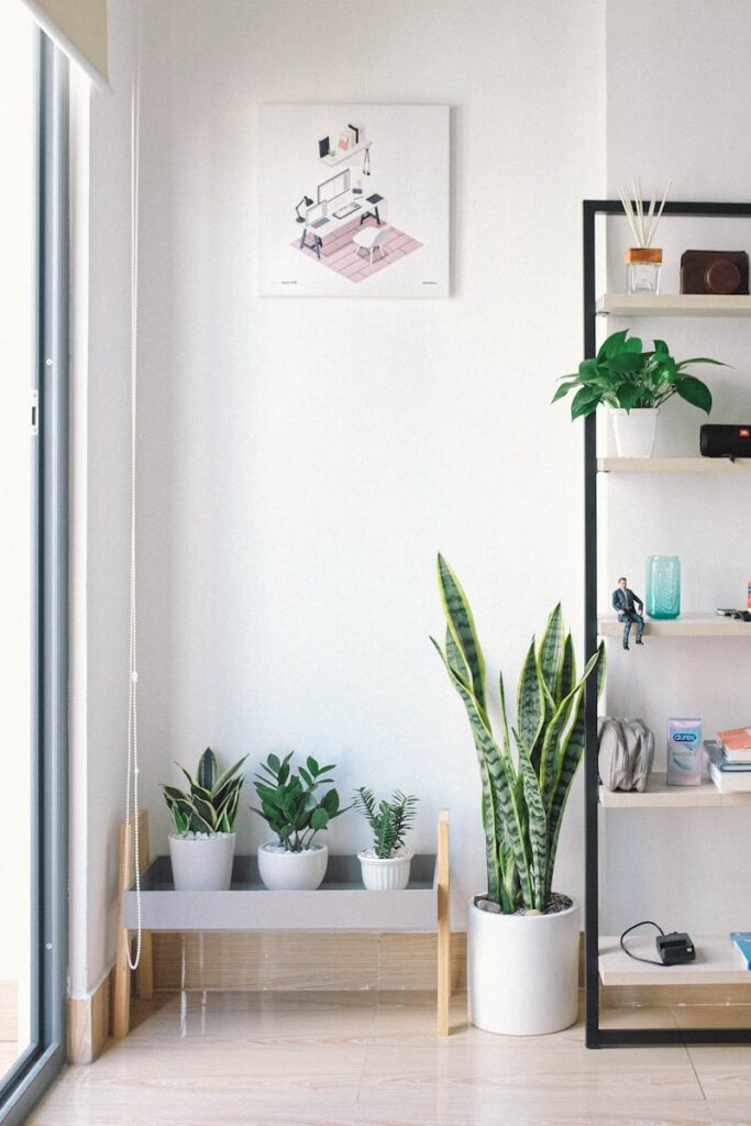 Bright, modern interior with minimal decor, featuring lush houseplants, shelving, and natural light.